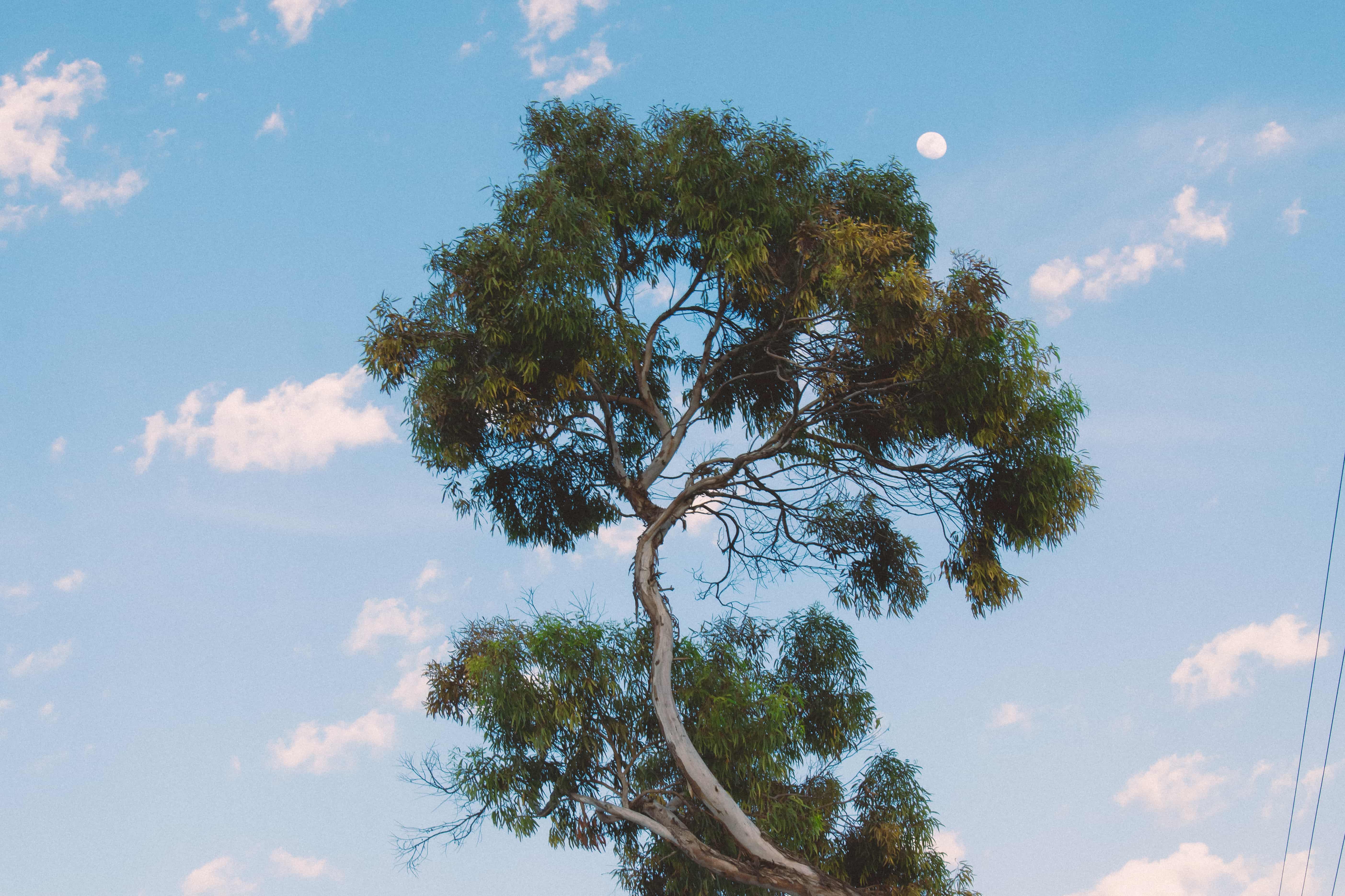 Tree facing the sky with a moon during an afternoon