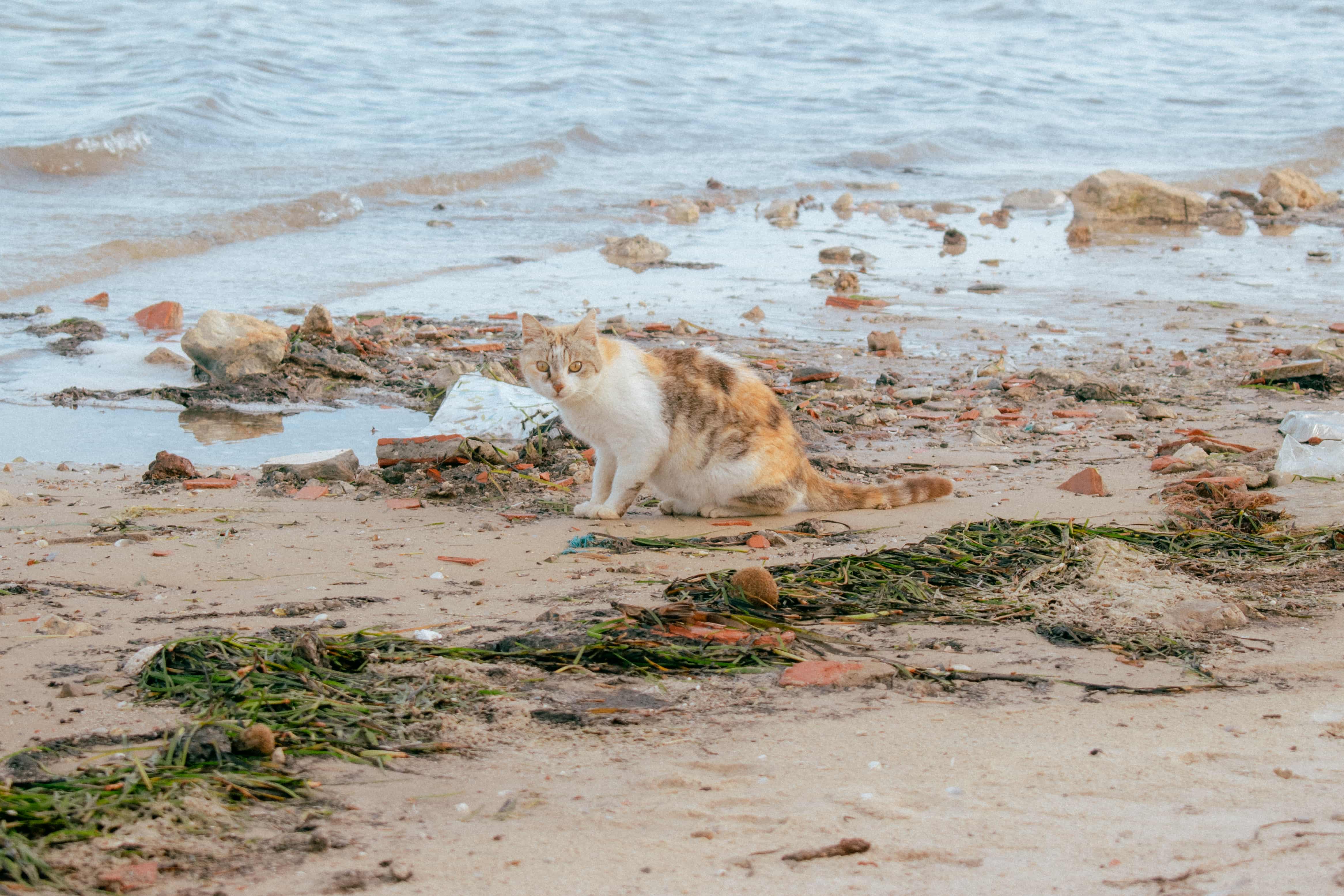 A cat on the shore — one of my favourite frames